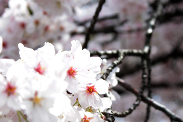 京都は桜満開です～☆